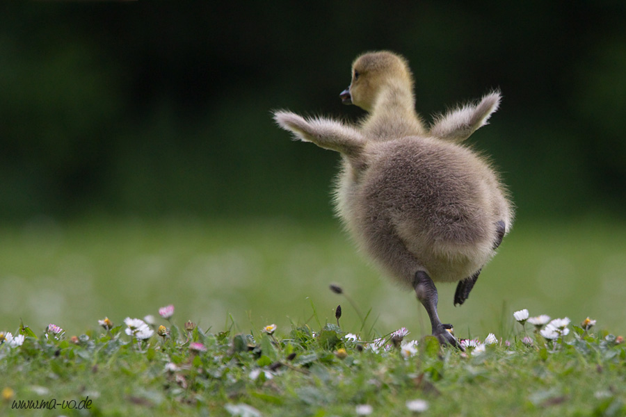 https://naturfotografen-forum.de/data/o/73/368676/image::Marion_Vollborn_branta_canadensis_gaensekueken_gans_kanadagans_kueken_vogel.jpg