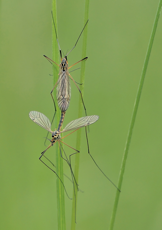 Schnaken (Nephrotoma-sp.)