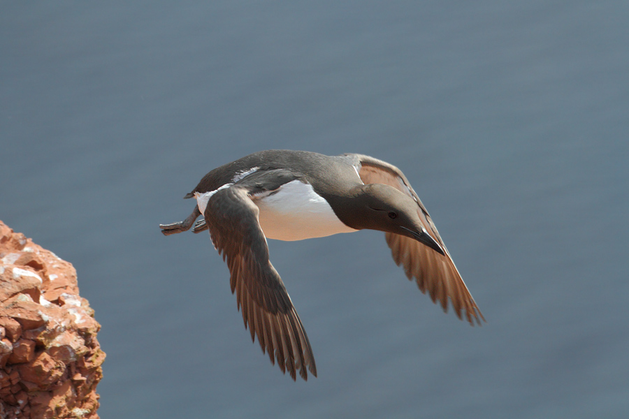 ~ In flight 2 ~