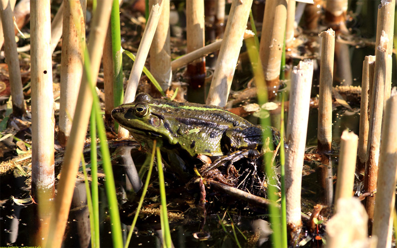 Teichfrosch