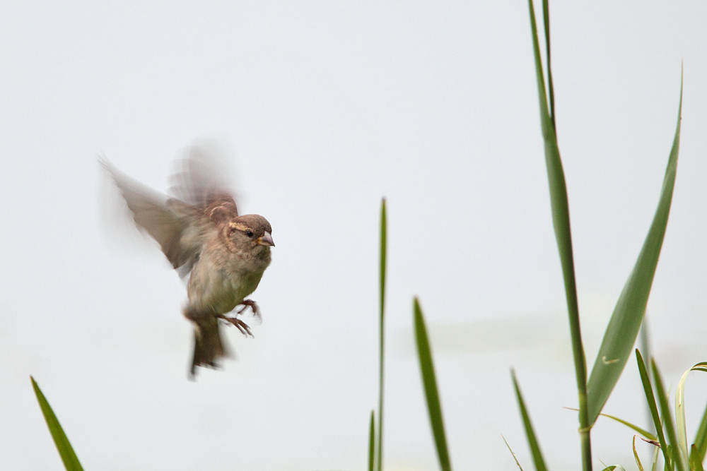 Spatz im Flug #1
