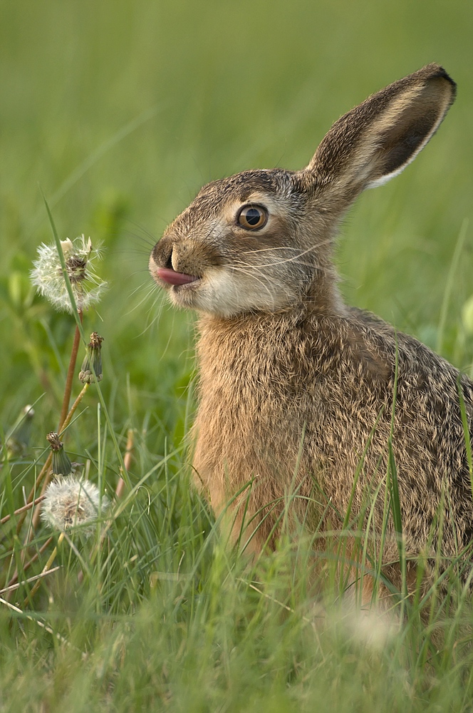 "Einohr mit Zungeraus- Hase"