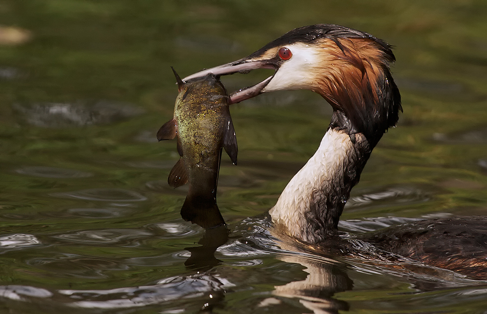 heute gibt es fisch