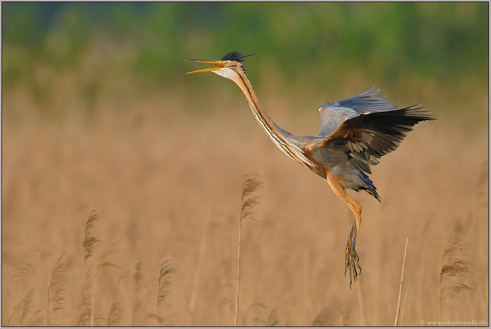 Einflug ins Schilf... Purpurreiher *Ardea pupurea*