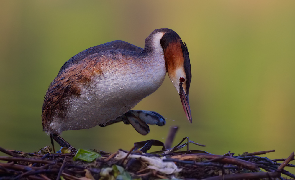 Plattfuß  ( Podiceps cristatus )