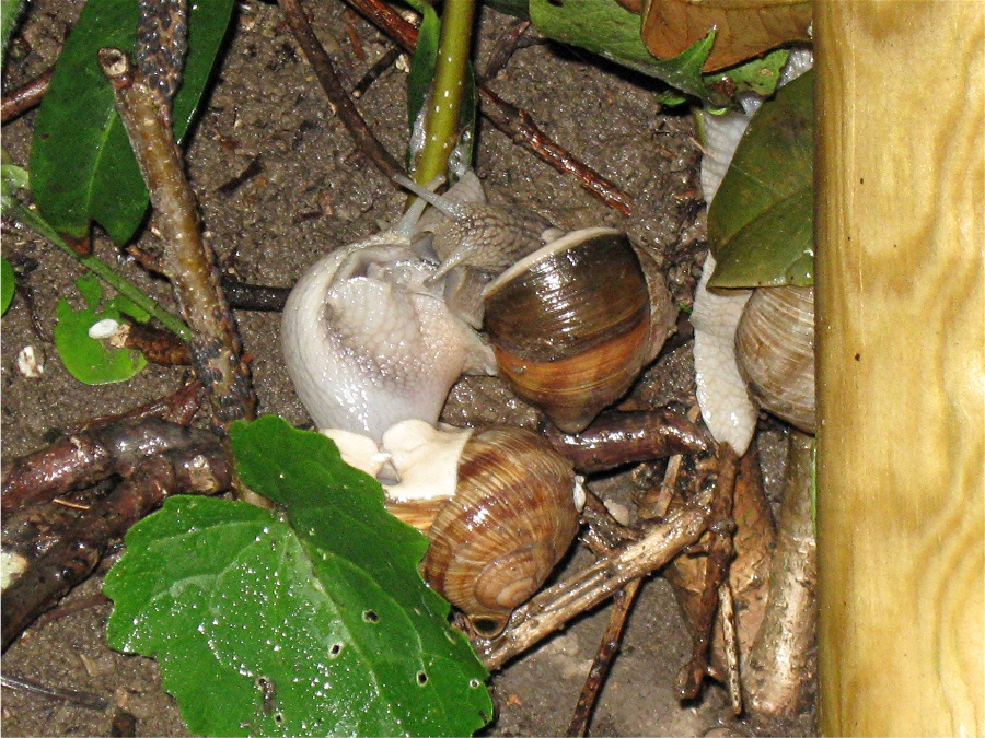 zärtliche Weinbergschnecken