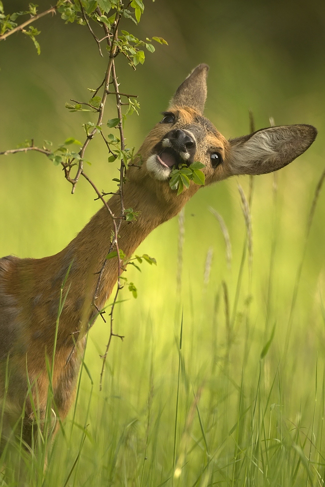 "Kleiner Snack!" (Forum für Naturfotografen)