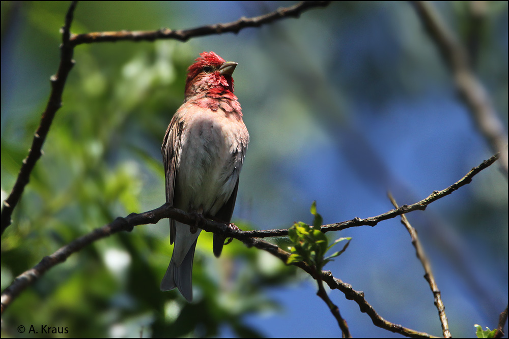 Karmingimpel (Carpodacus erythrinus)