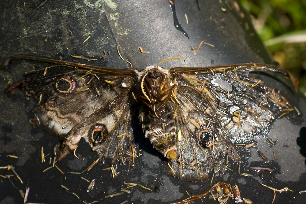 Verbundenheit bis in den Tod, das Ende einer Naturfotogeschichte