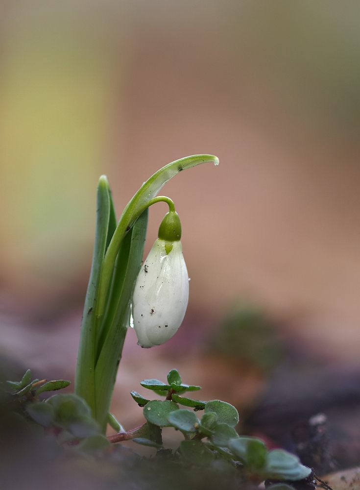 Galanthus