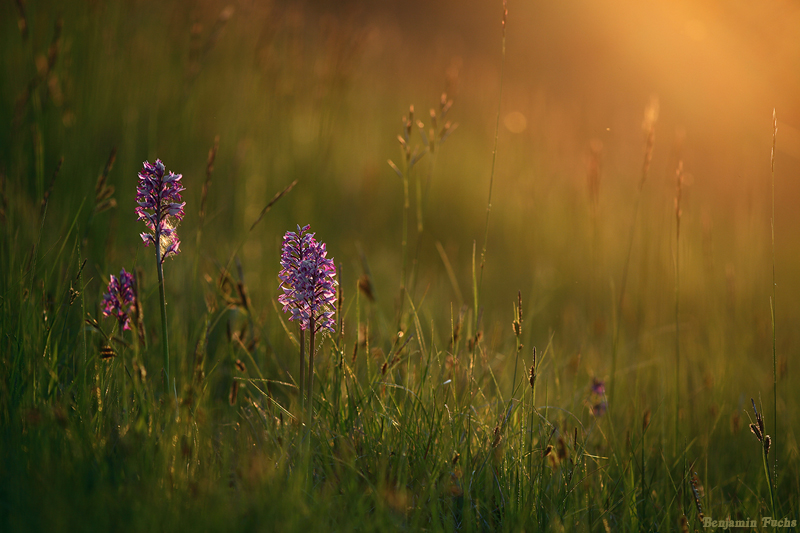 Orchis militaris