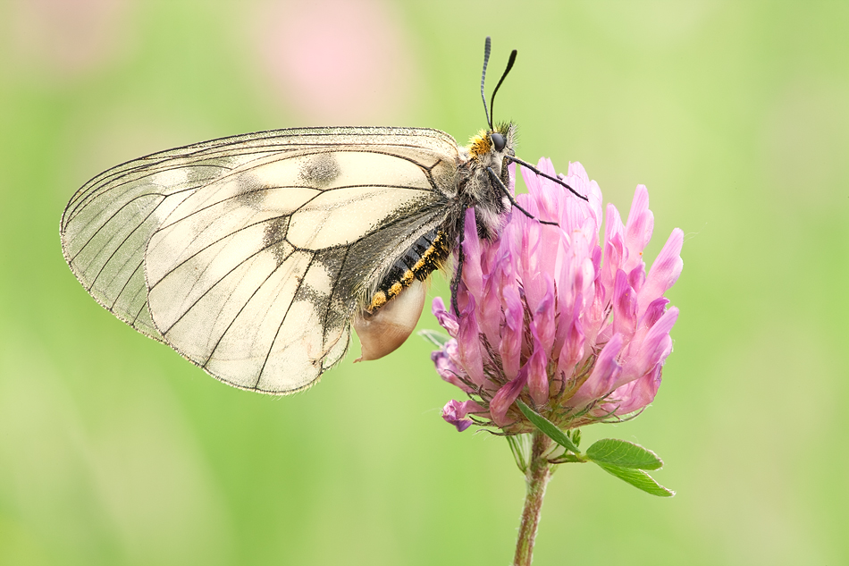 Parnassius mnemosyne