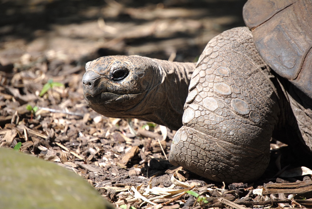 Schildkröte