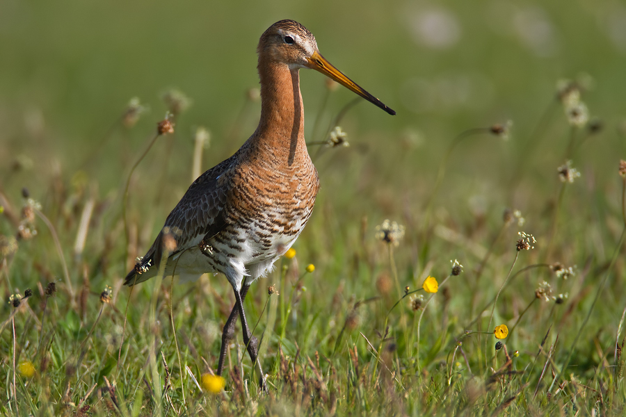 Uferschnepfe (Limosa limosa)