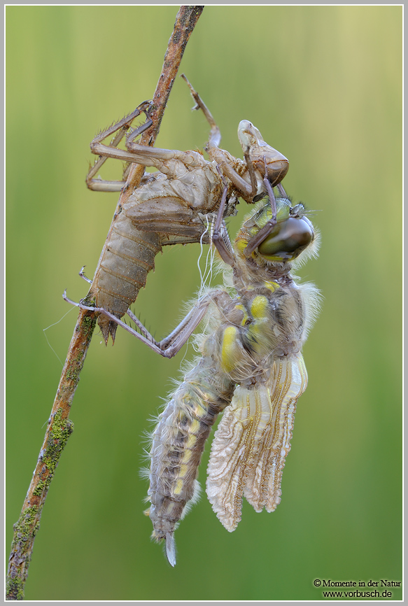 Vierfleck (Libellula quadrimaculata)