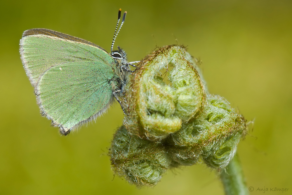 ...Callophrys rubi... #2