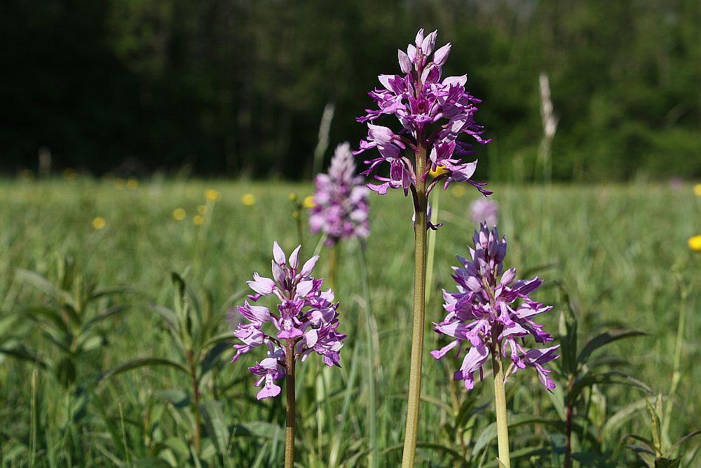 Gruppe des Helm-Knabenkrautes (Orchis militaris) in einer Pfeifengraswiese