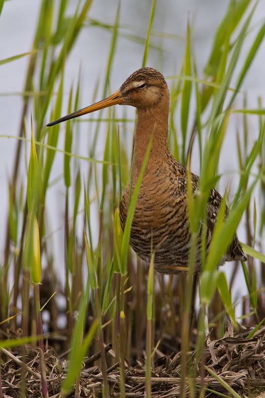 Uferschnepfe (Limosa limosa) beim Nachmittagsschlaf