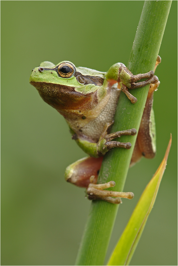 Laubfrosch