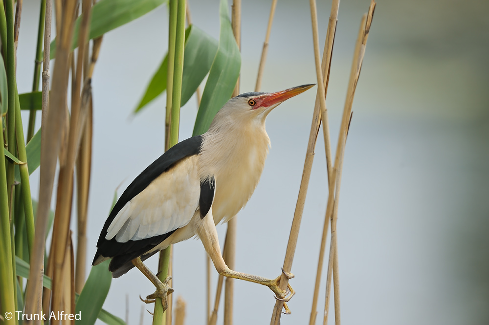 Zwergdommel, Ixobrychus minutus, Little Bittern