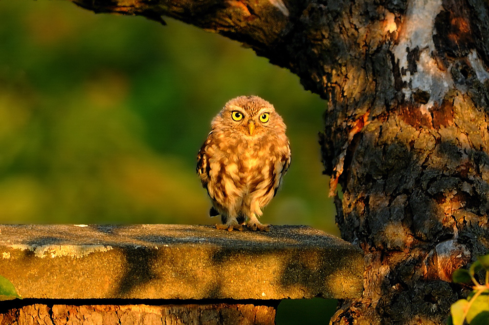 Steinkauz (Athene Noctua)