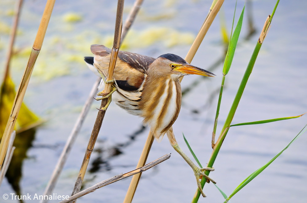 Zwergdommel, Ixobrychus minutus, Little Bittern, female