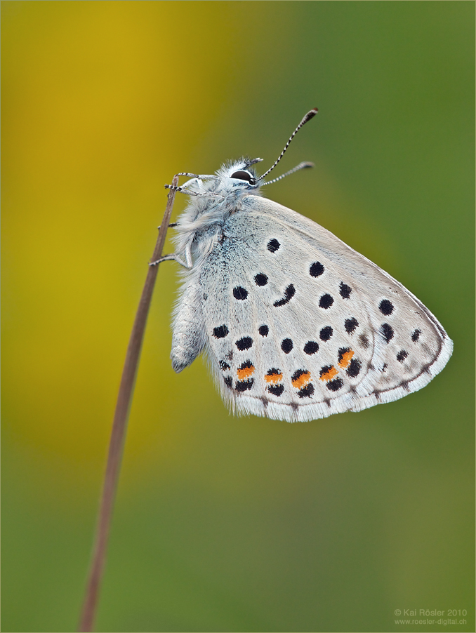 Graublauer Bläuling (Pseudophilotes baton)