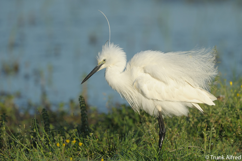 Seidenreiher, Egretta garzetta, Little Egret