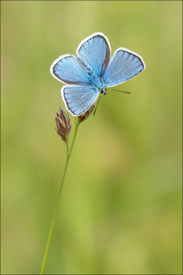 Polyommatus dorylas