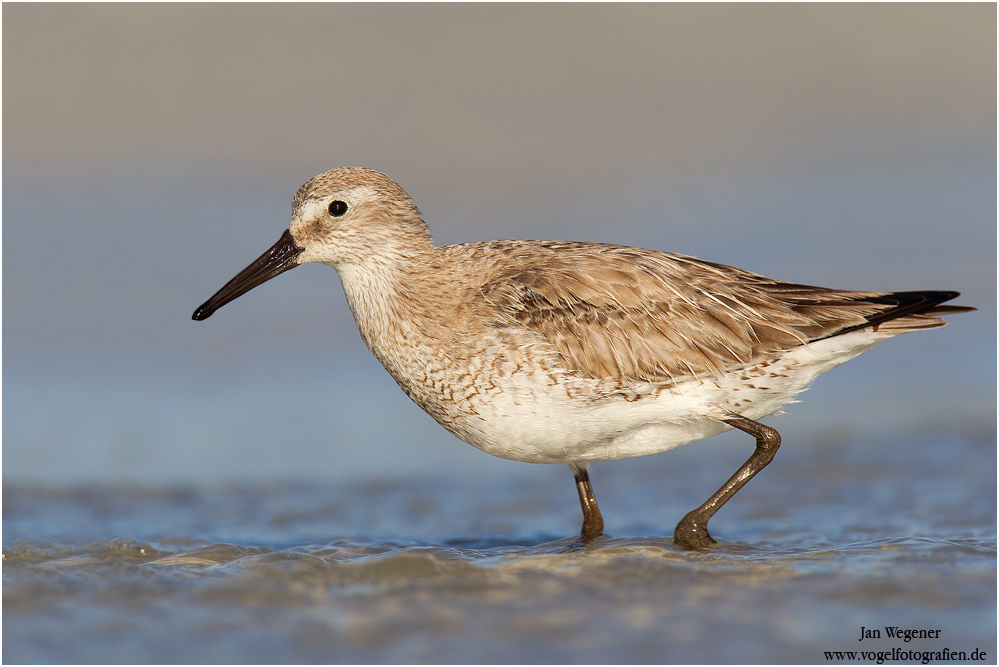 Knutt (Calidris canutus) Red Knot