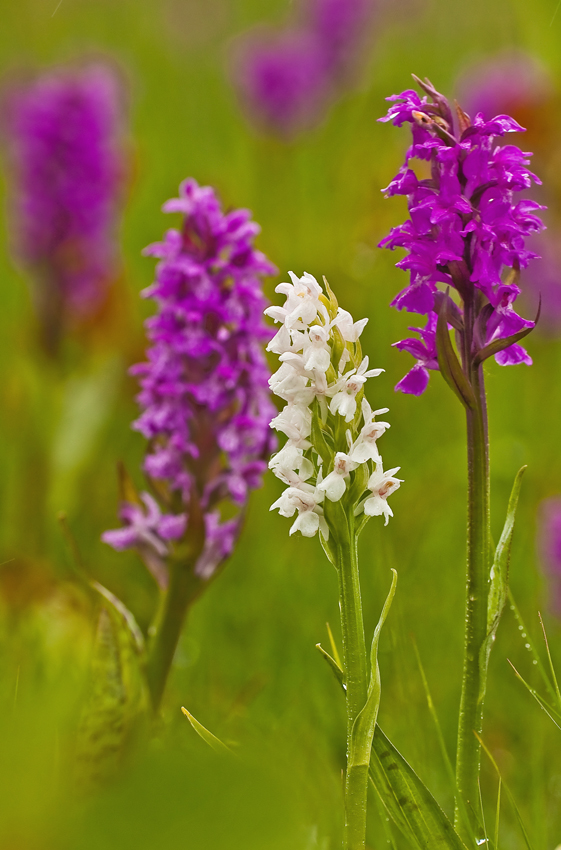 Für den "Orchideen-Bilderberg"...