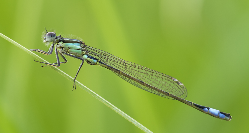 Große Pechlibelle (Ischnura elegans)