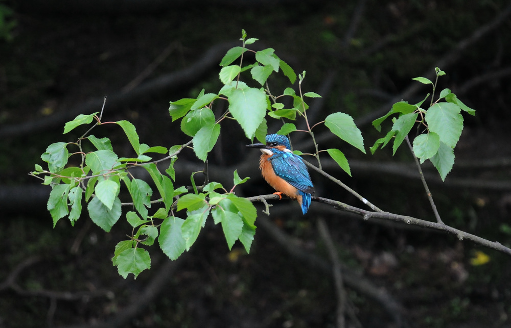 Eisvogel ohne...