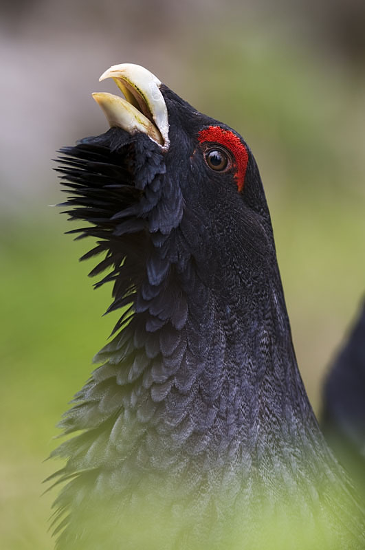 Balzender Auerhahn