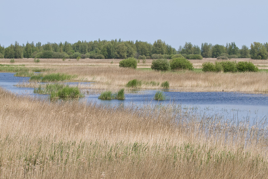 Schilfgürtel im Nationalpark Lauwersmeer