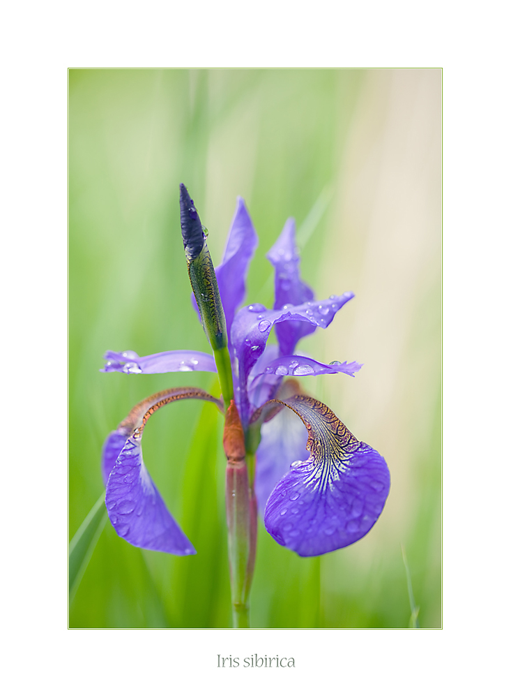 Iris sibirica