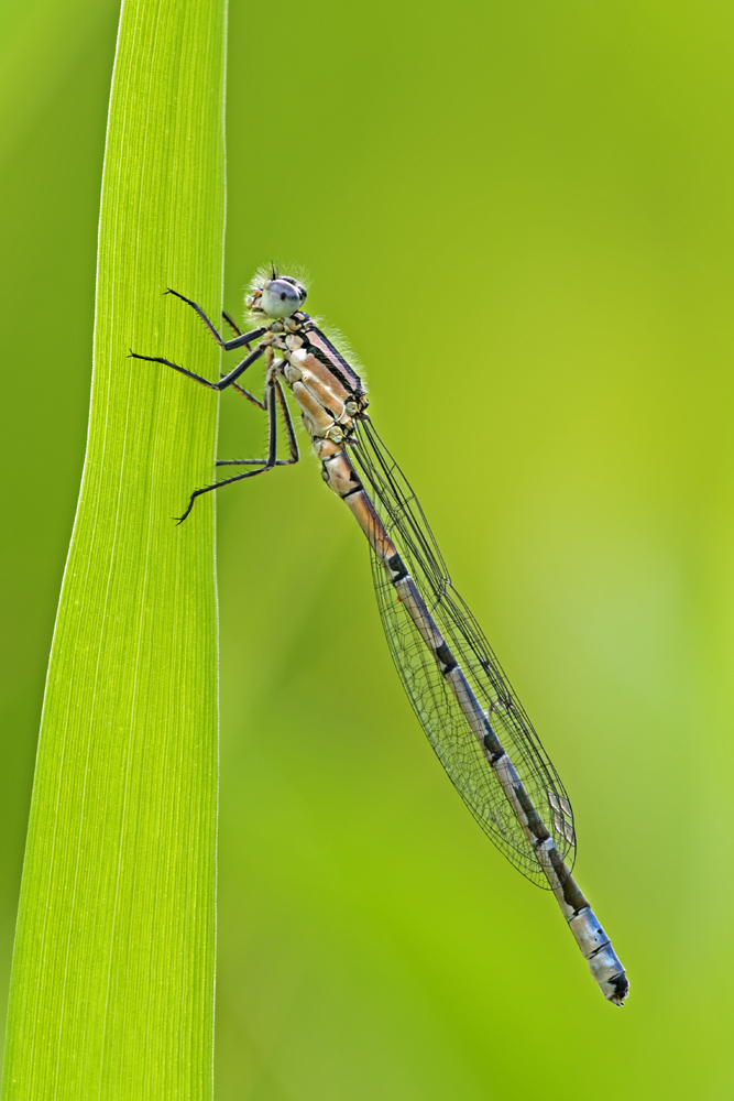 Gemeine Becherjungfer (Enallagma cyathigerum)