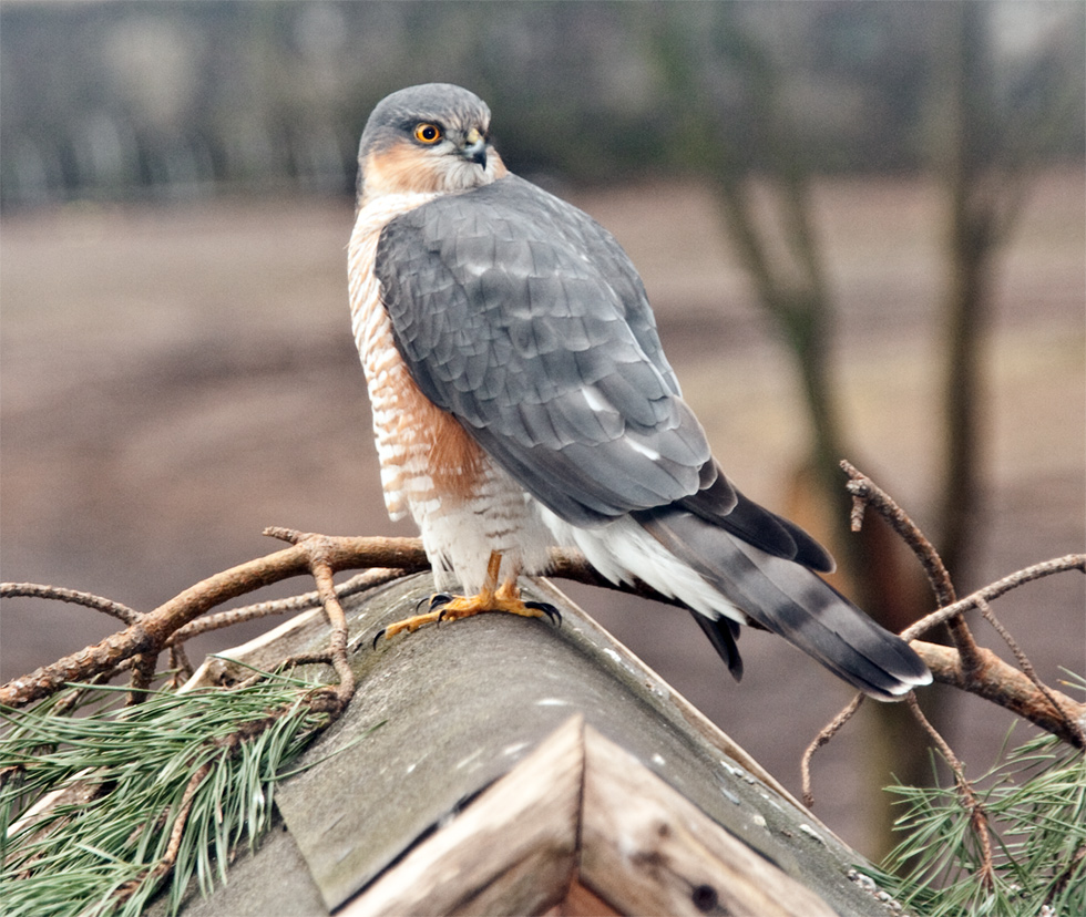Sperber auf dem Vogelhäuschen