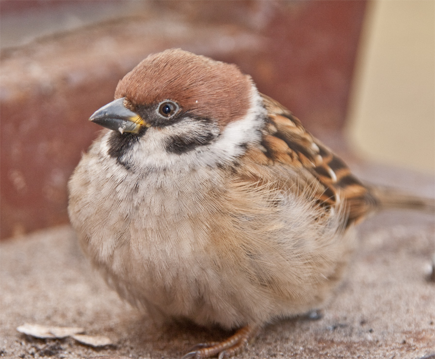 Spatz auf dem Treppenabsatz
