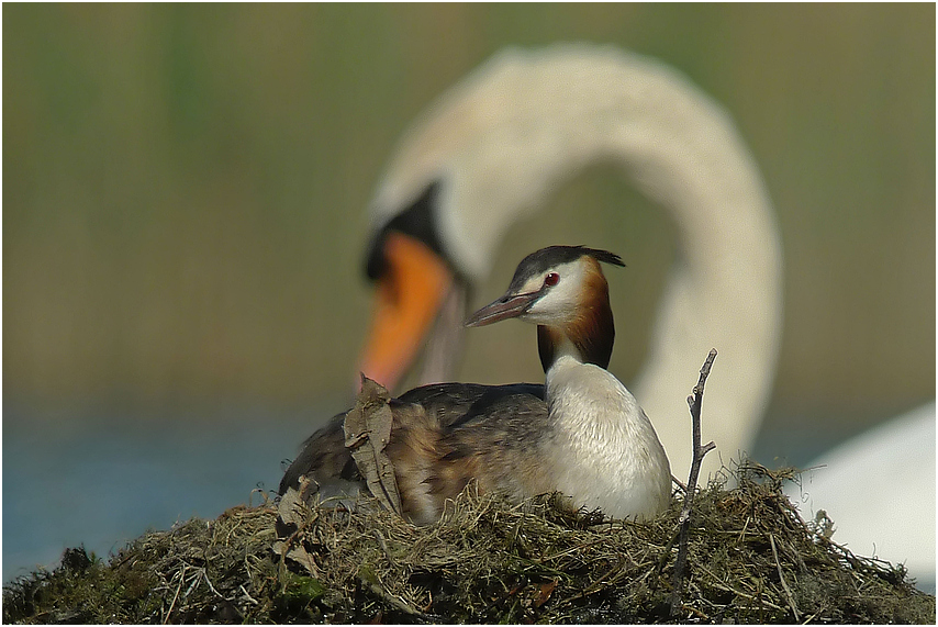 Mein lieber Schwan...