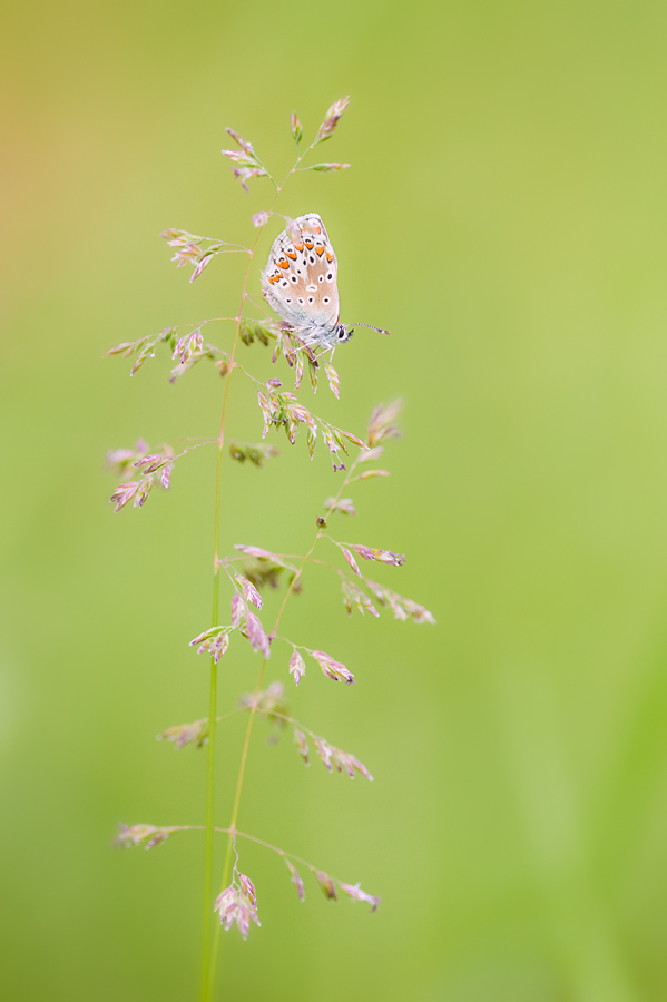 Aricia agestis