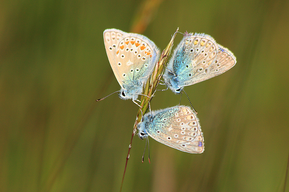 Schmetterlingsballet