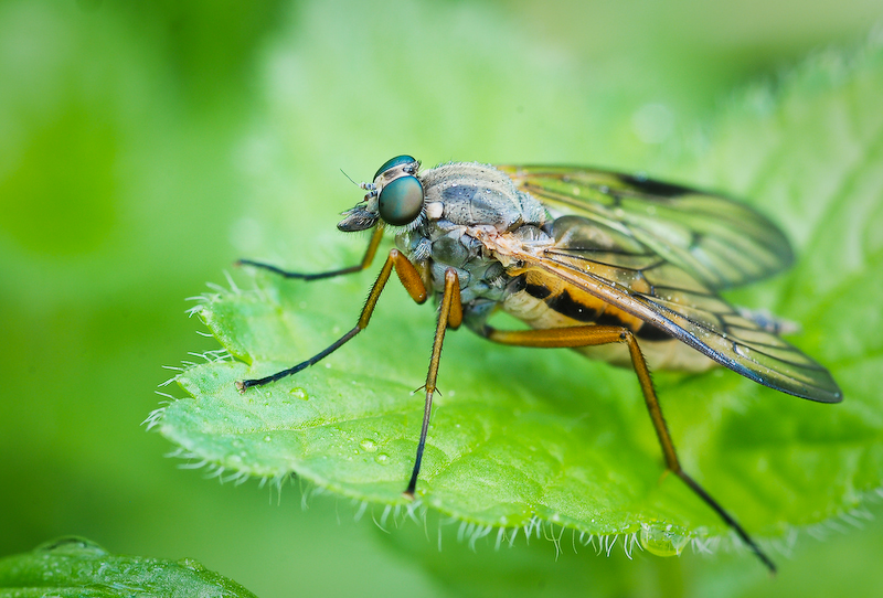 Schnepfenfliege