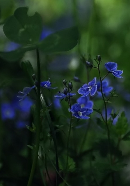 Die kleinen Blauen