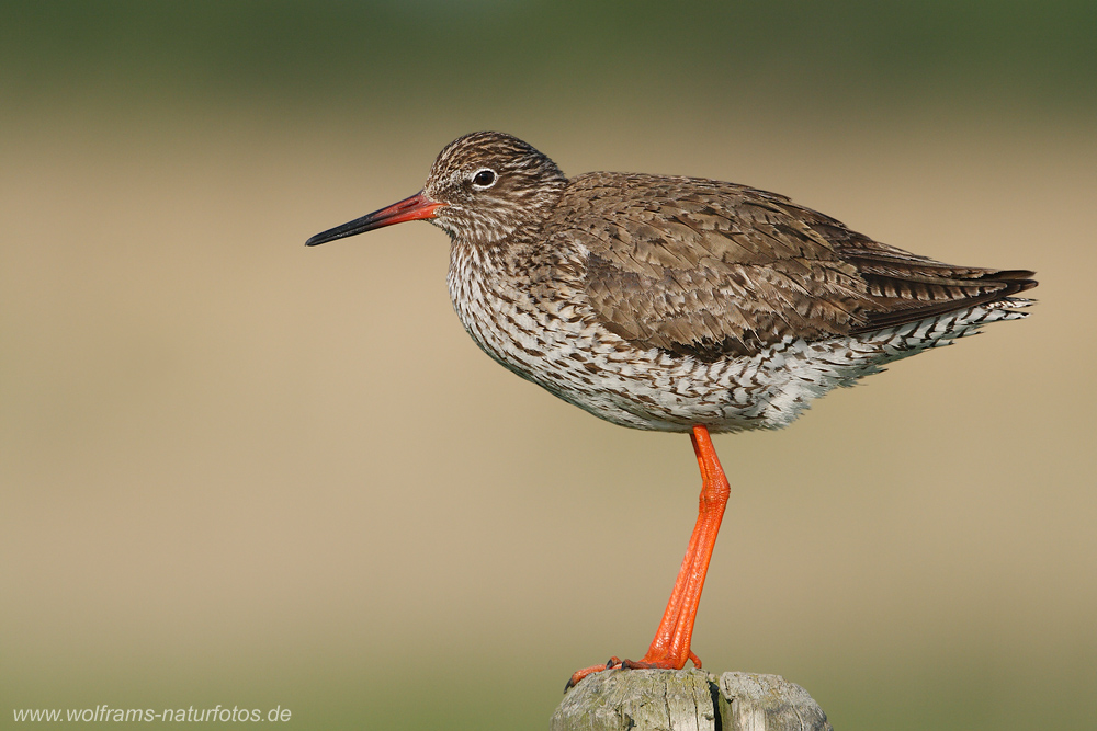 Rotschenkel (Forum für Naturfotografen)