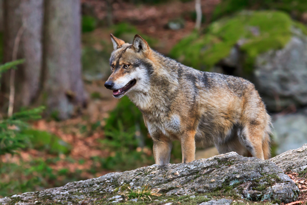 Wolf Bild Wolf Bild