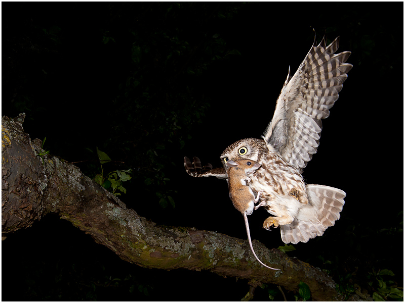 Athene noctua mit Beute