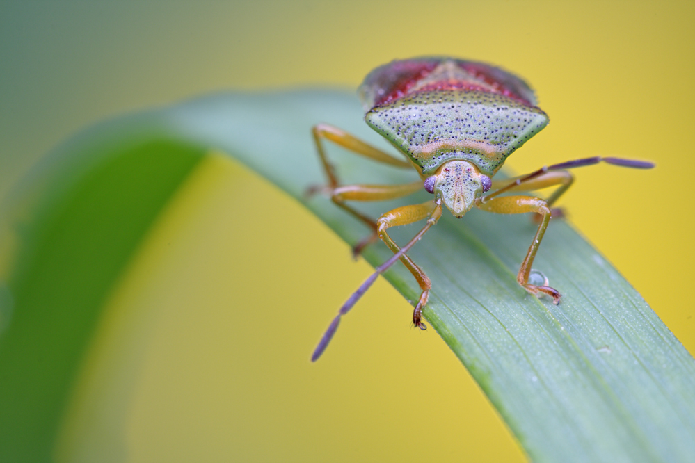 Bunte Blattwanze