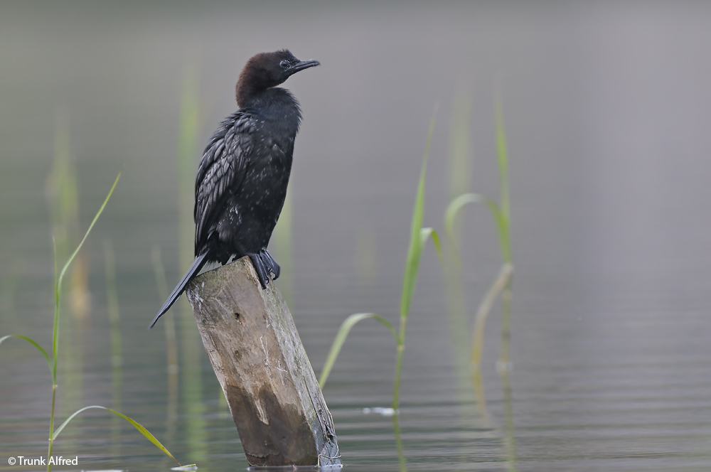 Zwergscharbe, Phalacrocorax pygmeus, Pygmy Cormorant
