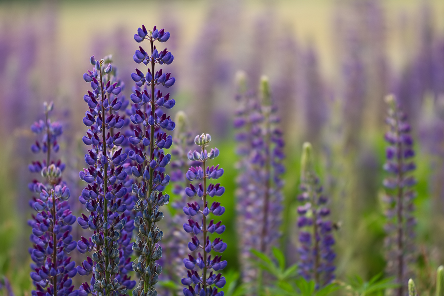 Vielblättrige Lupine (Lupinus polyphyllus)